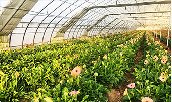 高经济作物种植